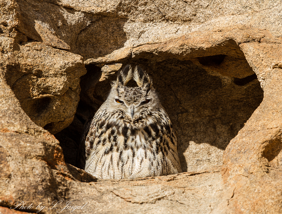 The Eurasian eagle-owl (Bubo bubo) 
